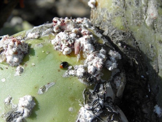 Plaga de cochinilla silvestre del carmín, masa blanca.